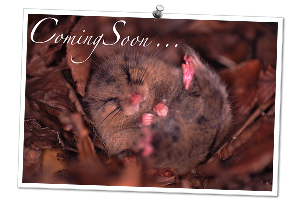 �~�����̃j�z�����}�l